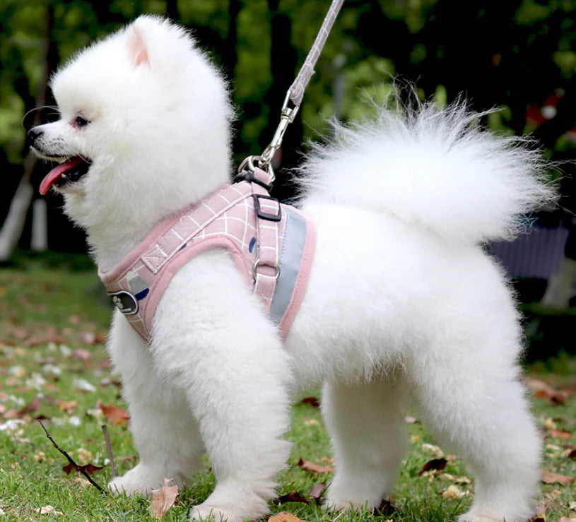 Harnais et laisse pour chiens de petite race et chats