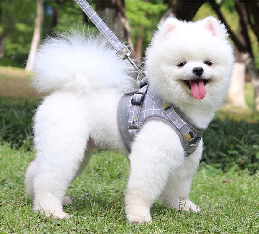Harnais et laisse pour chiens de petite race et chats